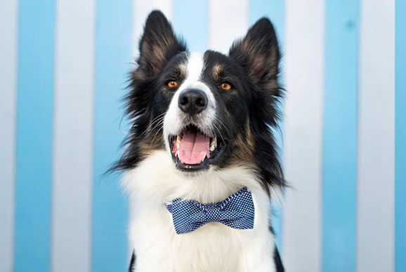 border collie 3